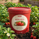 Fertilizante para Morango orgânico frutos rápido em Balde